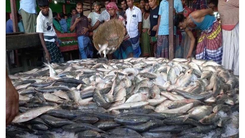 ইলিশ