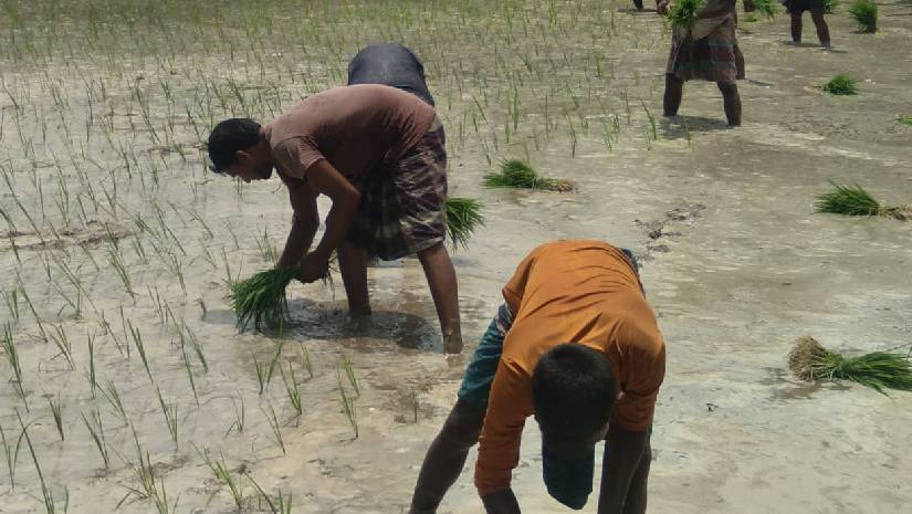 ধান