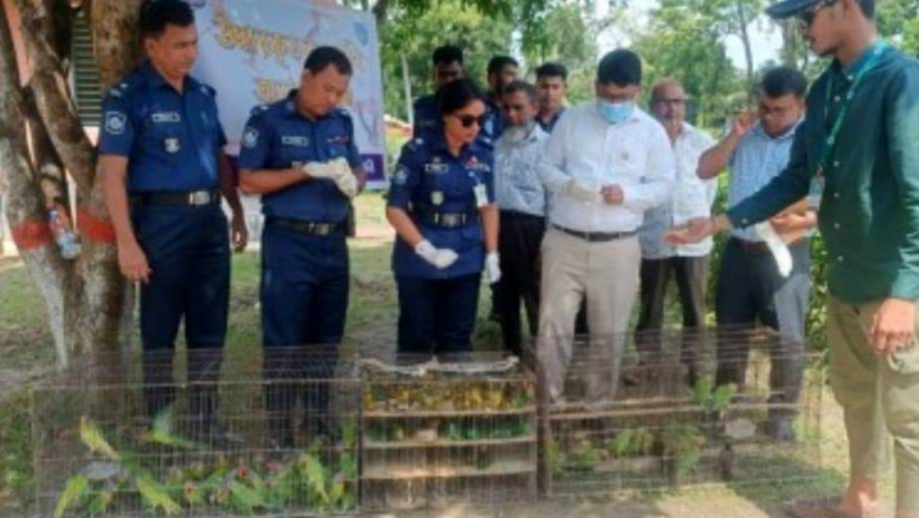 ফেনীতে ১৫৭টি বন্য পাখি উদ্ধার করে অবমুক্ত, গ্রেপ্তার ১
