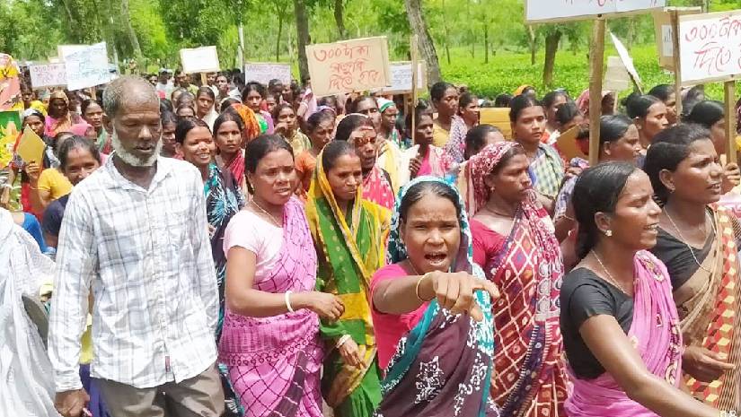 ৩০০ টাকা মজুরি দাবি: ৮ম দিনের মতো কর্মবিরতে চা শ্রমিকরা