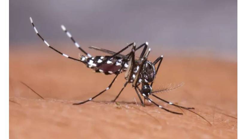 বিশ্ব মশা দিবস আজ