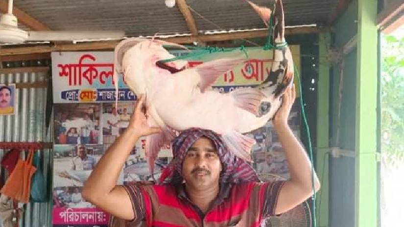 মাছ