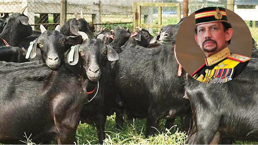 ব্রুনেইয়ের সুলতানকে ১৫টি ছাগল দিল বাংলাদেশ