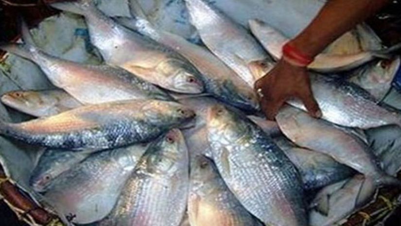 মধ্যরাতে শেষ হচ্ছে ইলিশ ধরার নিষেধাজ্ঞা