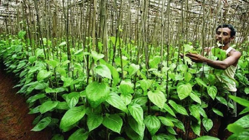 সিত্রাংয়ে পানবরজের ক্ষতি ১৬২ কোটি টাকা