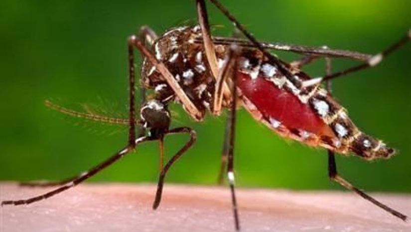 ডেঙ্গুতে মৃত্যু আরও ২ জনের, হাসপাতালে ভর্তি ৪৬২