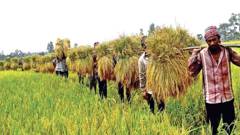 ঈশ্বরদীর সেই ১২ কৃষককে জামিন দিয়েছেন আদালত