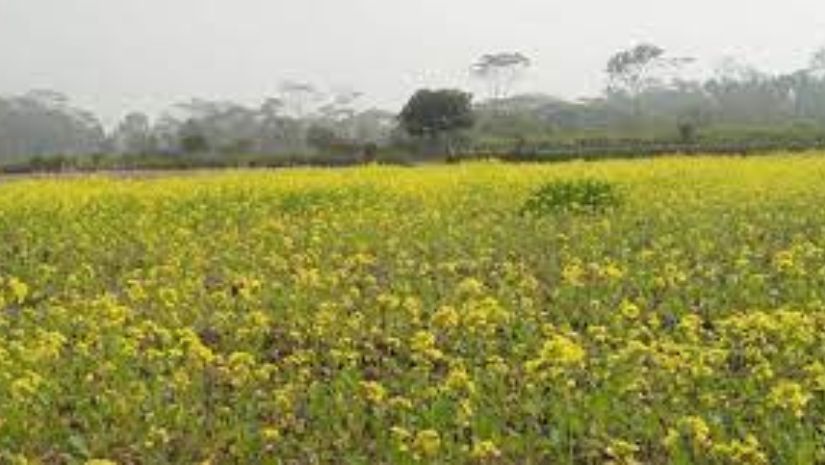 কুয়াশা