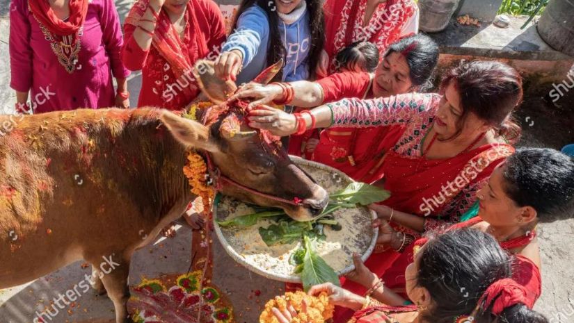 গো-হত্যা
