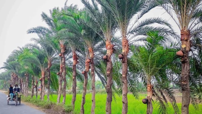খেজুর