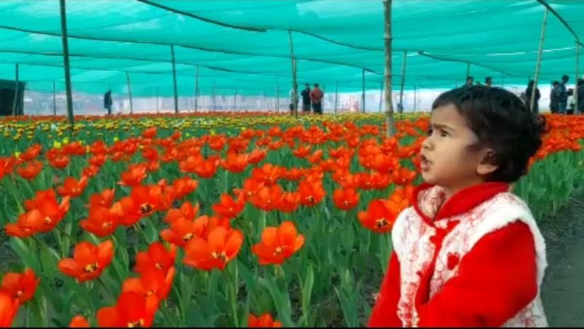 টিউলিপ