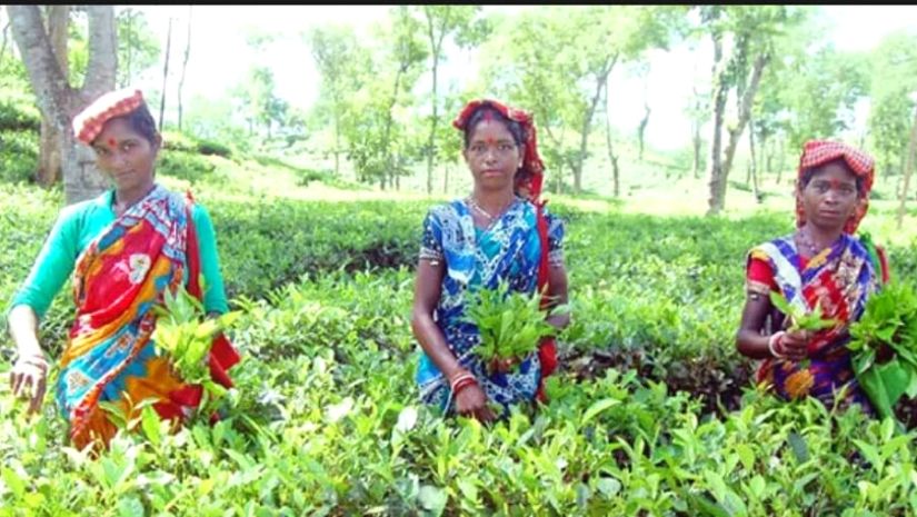 হবিগঞ্জ