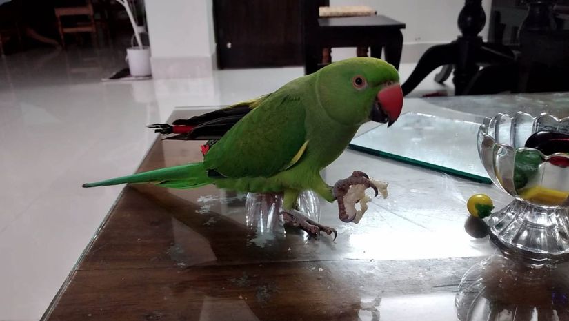 দুমকি