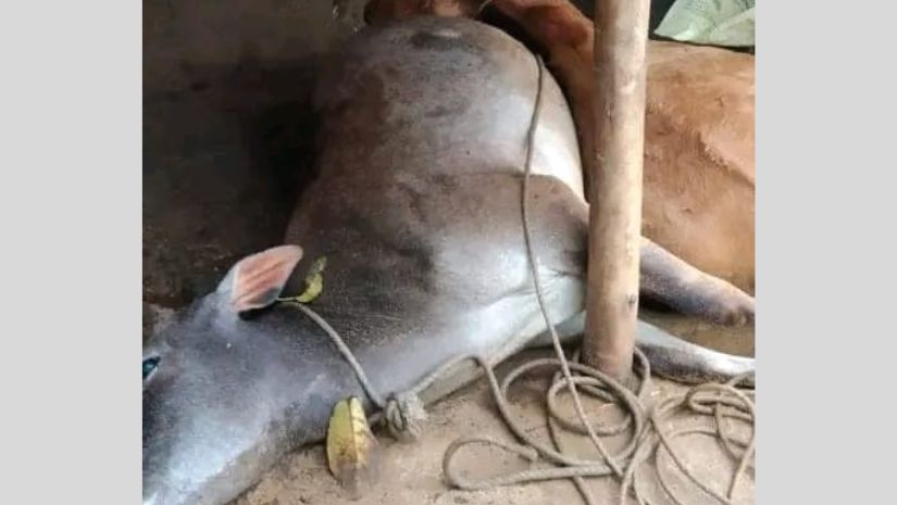 গরু