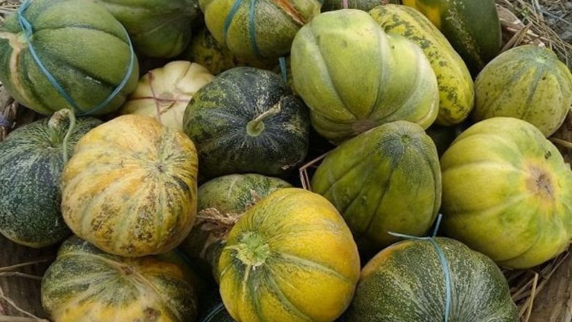 বাঙ্গি
