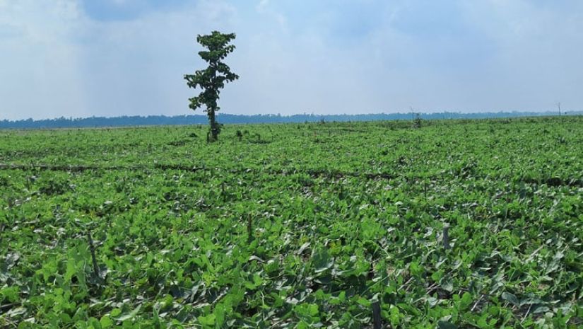 কুড়িগ্রাম