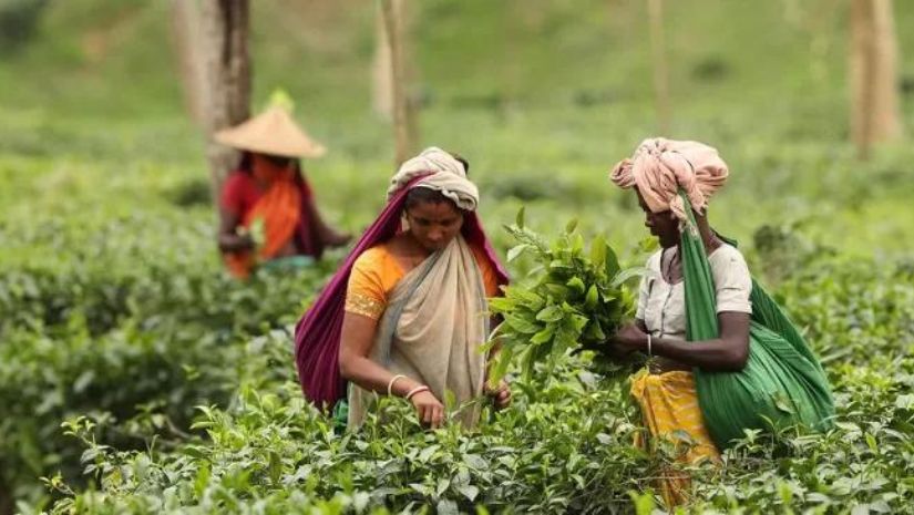 চা