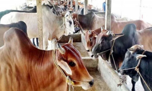 কোরবানি যোগ্য পশু ১ কোটি ২৫ লাখ