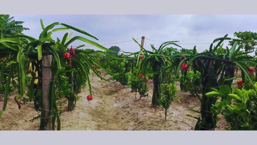 ড্রাগন ফল