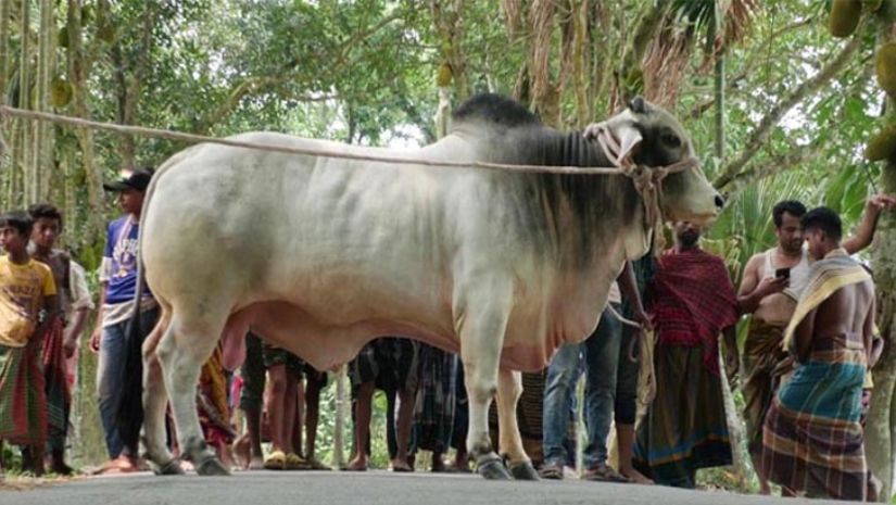 কুরবানি