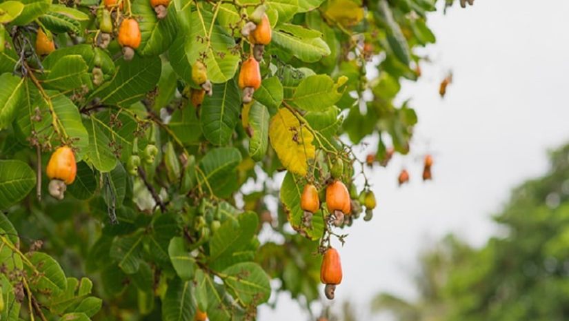 কুমিল্লা