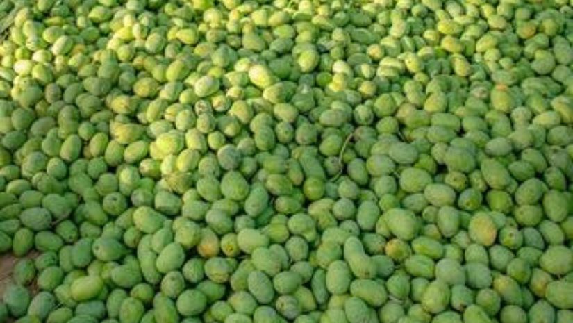 আম