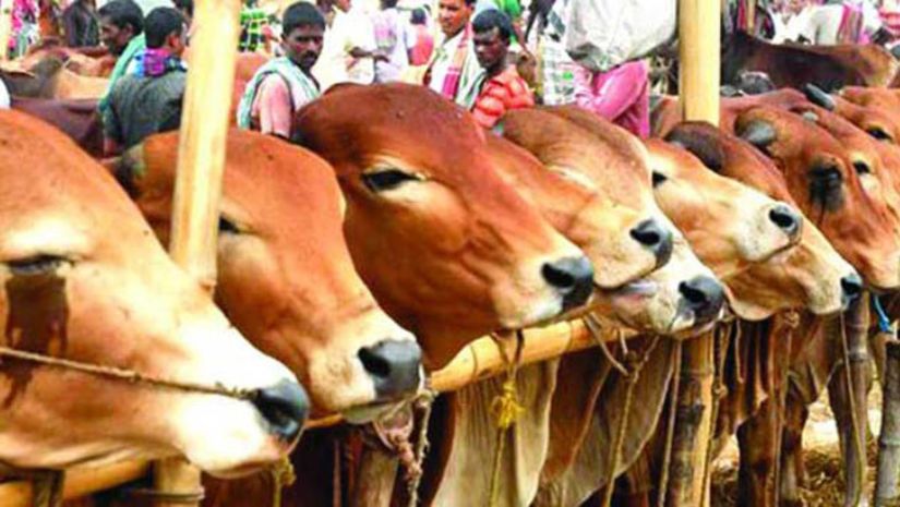 কোরবানি