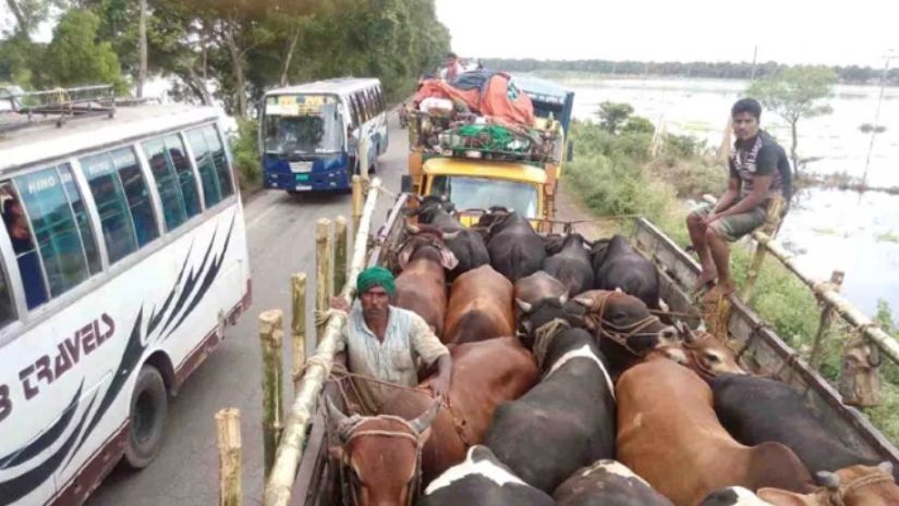 কোরবানী