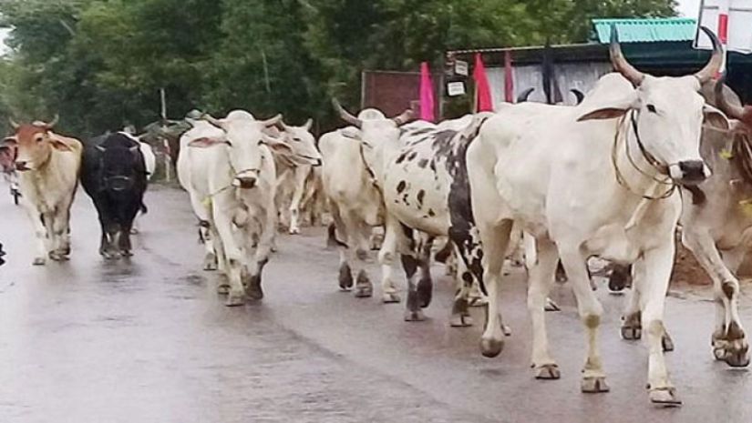 গরু