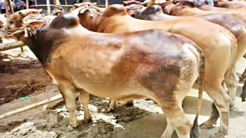 কোরবানি