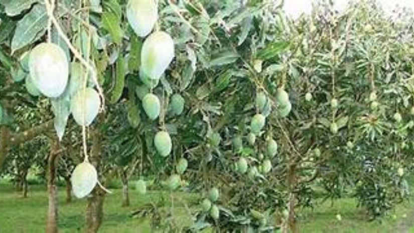 আম