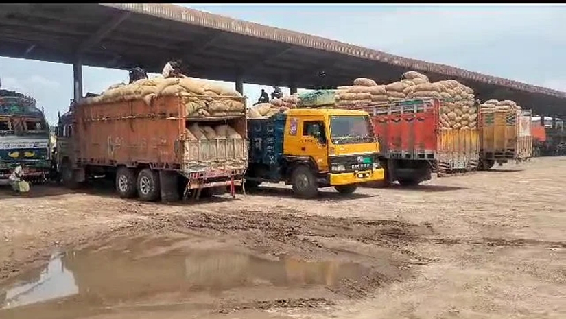 মরিচ