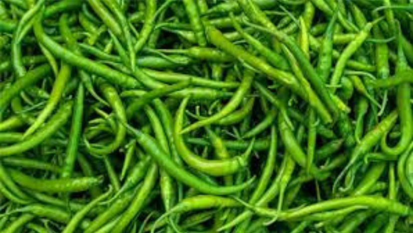 মরিচ