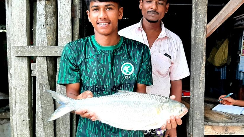 ইলিশ