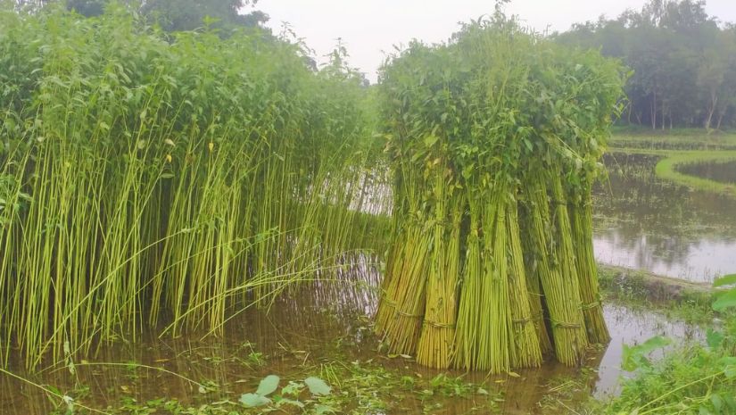 নীলফামারী