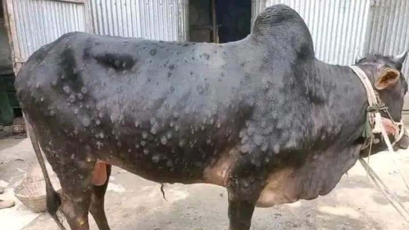 কালাই