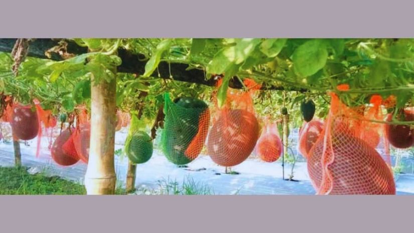 তরমুজ