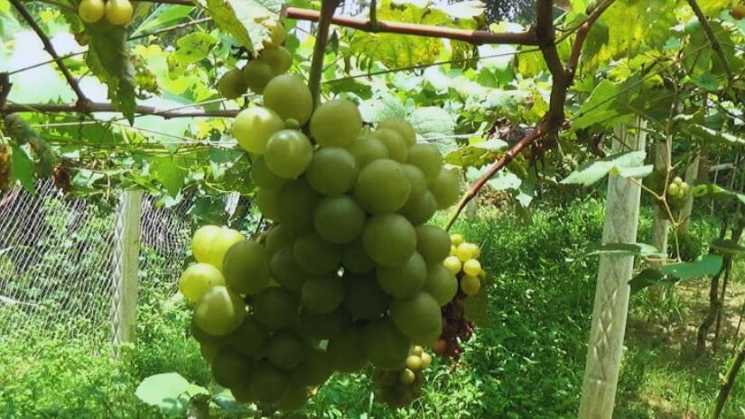 আঙুর