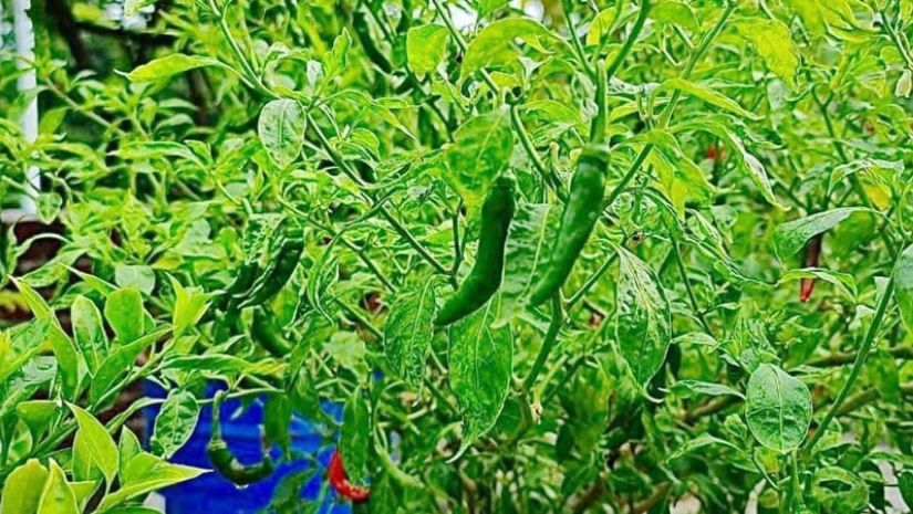 মরিচ