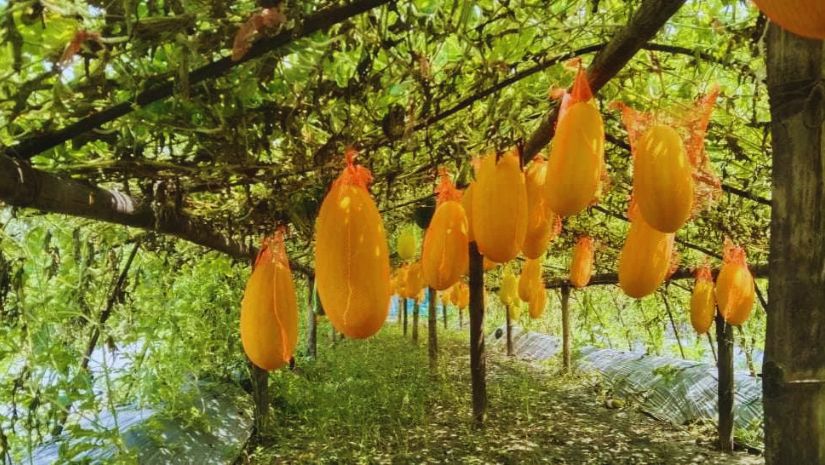 সাতক্ষীরা