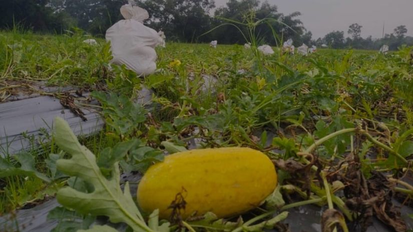 হবিগঞ্জ