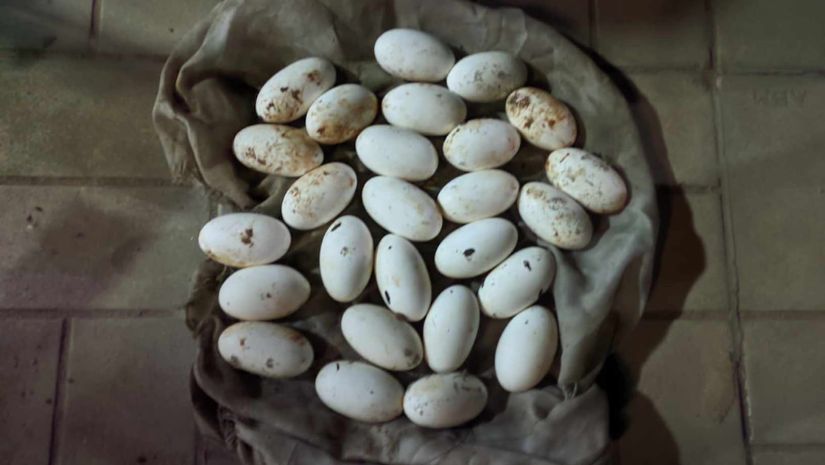 কুবি
