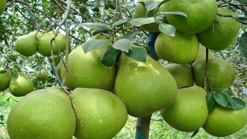 পুষ্টি
