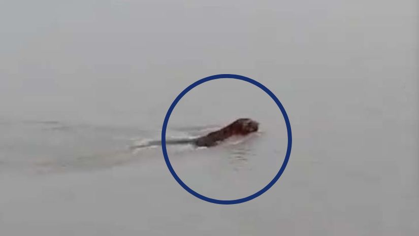 বাঘ