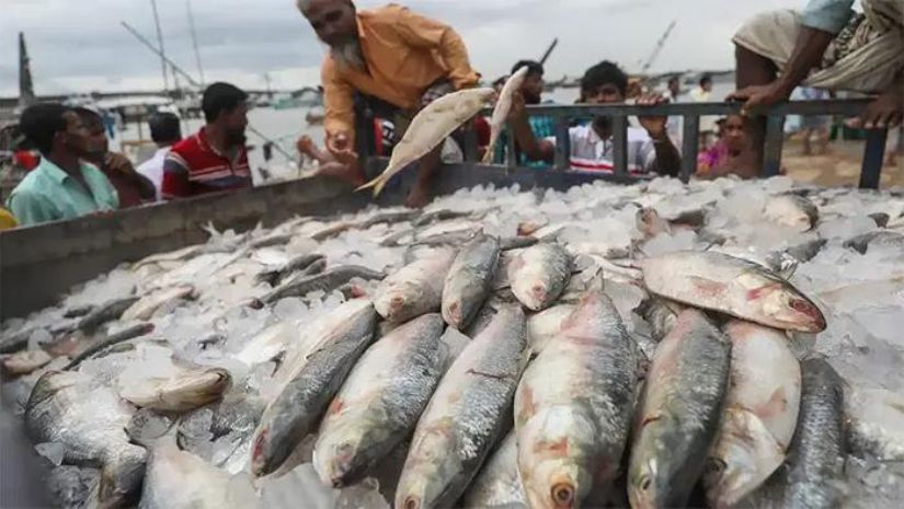 ইলিশ