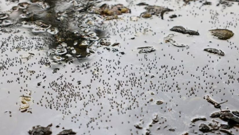 ডেঙ্গু
