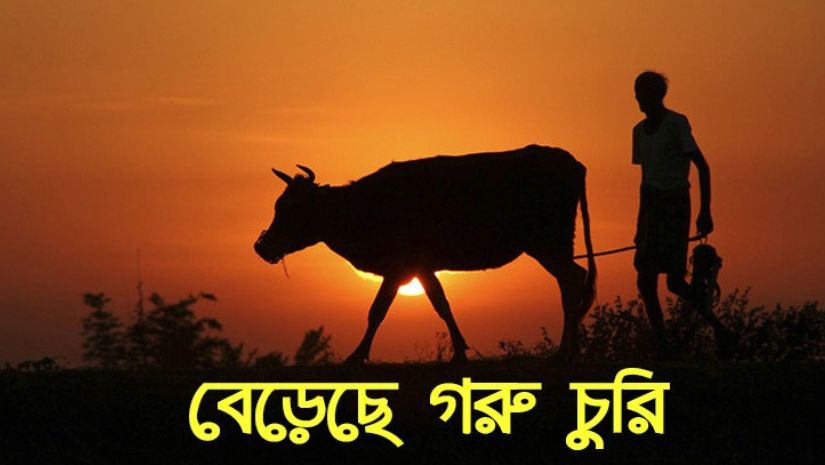 গরু
