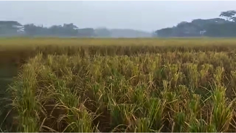 পটুয়াখালী