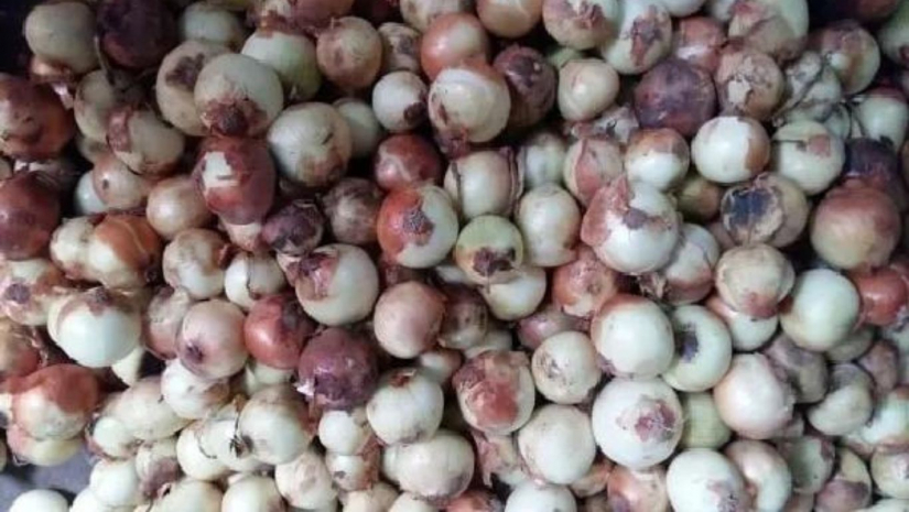 পেঁয়াজ