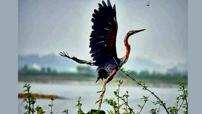 সাপাহার